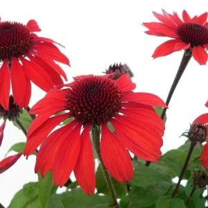 Echinacea Coneflower Panama Red Live Plant - Perennial Wildflower Starter - Image 1