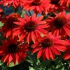 Echinacea Live Plant Plugs - Coneflower Starter Plants - Hardy Perennial Blooms for Garden & Containers - Image 1