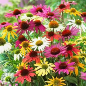 Echinacea Live Plant Plugs - Coneflower Starter Plants - Hardy Perennial Blooms for Garden & Containers - Image 6
