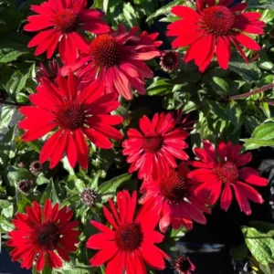 Echinacea Live Plant Plugs - Coneflower Starter Plants - Hardy Perennial Blooms for Garden & Containers - Image 8