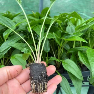 Echinacea Live Plant Starter – Perennial Coneflower for Pollinators – 1 inch Plug - Image 5