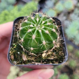 Echinobivia 'Rainbow Bursts' Cactus Live Plant - Easy Care Succulent - Image 4