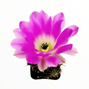 Echinocereus pentalophus Lady Finger Cactus Live Plant - Hardy Succulent - Image 2