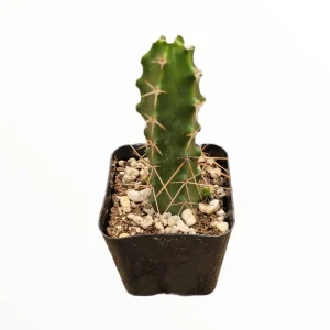 Echinocereus pentalophus Lady Finger Cactus Live Plant - Hardy Succulent - Image 3