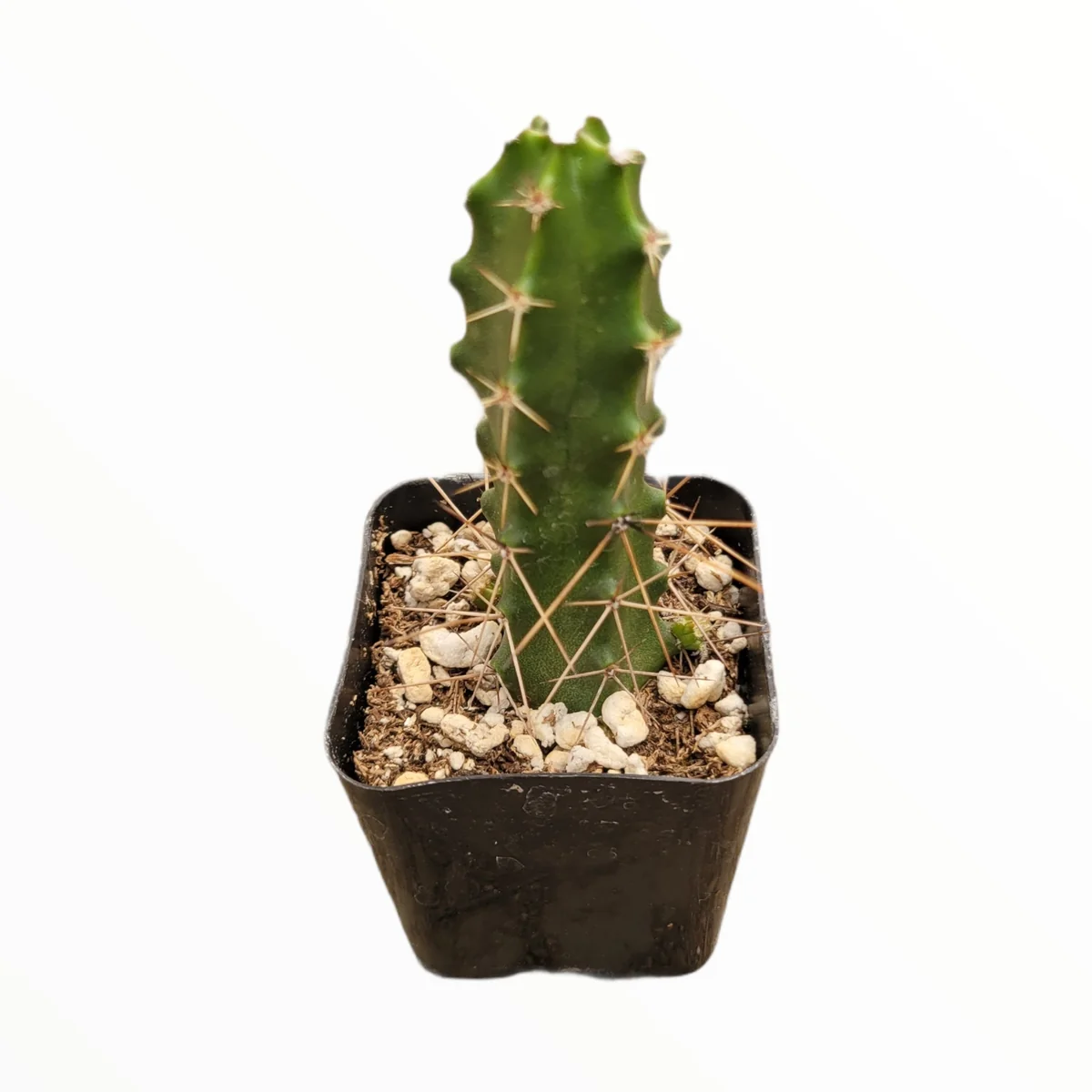 Echinocereus pentalophus Lady Finger Cactus Live Plant - Hardy Succulent - Image 3