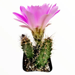 Echinocereus pentalophus Lady Finger Cactus Live Plant - Hardy Succulent - Image 1