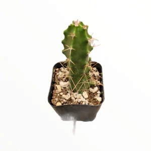 Echinocereus pentalophus Lady Finger Cactus Live Plant - Hardy Succulent - Image 4