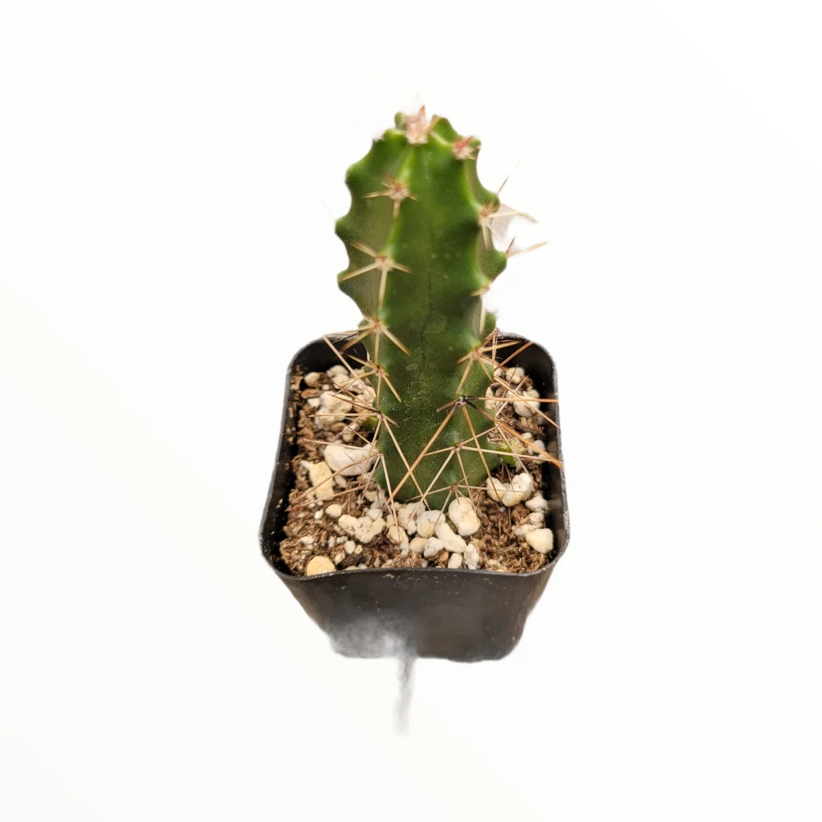 Echinocereus pentalophus Lady Finger Cactus Live Plant - Hardy Succulent - Image 4