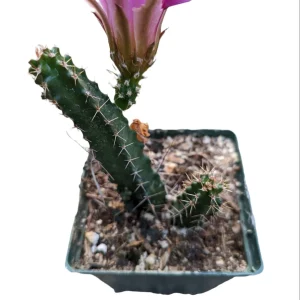 Echinocereus pentalophus Lady Finger Cactus Live Plant - Hardy Succulent - Image 7