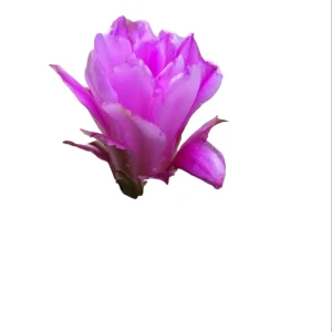 Echinocereus pentalophus Lady Finger Cactus Live Plant - Hardy Succulent - Image 8