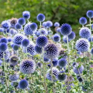 Echinops Blue Glow Live Plant - Set of 2 Globe Thistle Perennial - 3-6" Tall Plug - Image 1