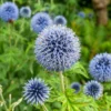 Echinops Blue Glow Starter Plant - 3-6" Tall Plug - Globe Thistle Perennial - Image 1