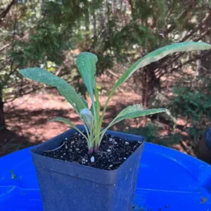 Echinops Blue Glow Starter Plant - 3-6