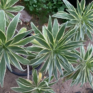 Echium Candicans Star of Madeira Live Plant – 3 Gallon Pot – Outdoor Shrub - Image 2