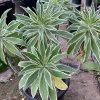 Echium Candicans Star of Madeira Live Plant – 3 Gallon Pot – Outdoor Shrub - Image 1