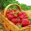 Eclair Strawberry Plants - June Bearing Bare Root Live Plant, Sweet & Fragrant Berries - Image 1