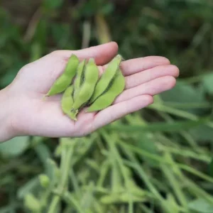 Edamame Soy Bean Seeds - Non-GMO Vegetable Seeds - Fresh & Easy to Grow - Image 2