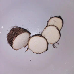 Eddoe Edible Corms (Colocasia antiquorum) - Tropical Vegetable for Planting & Cooking - Image 3