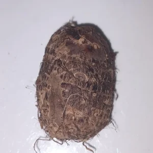 Eddoe Edible Corms (Colocasia antiquorum) - Tropical Vegetable for Planting & Cooking - Image 4