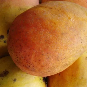 Edward Mango Tree Live Plant - Grafted, 2-4 Ft Tall, 3 Gallon Container - Image 1