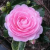 EG Waterhouse Pink Camellia Live Plant - 4 inch pot - Evergreen Flowering Shrub - Image 1