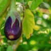Eggplant Seeds – 50 Count Seed Packet – Grow Your Own Vegetables - Image 1