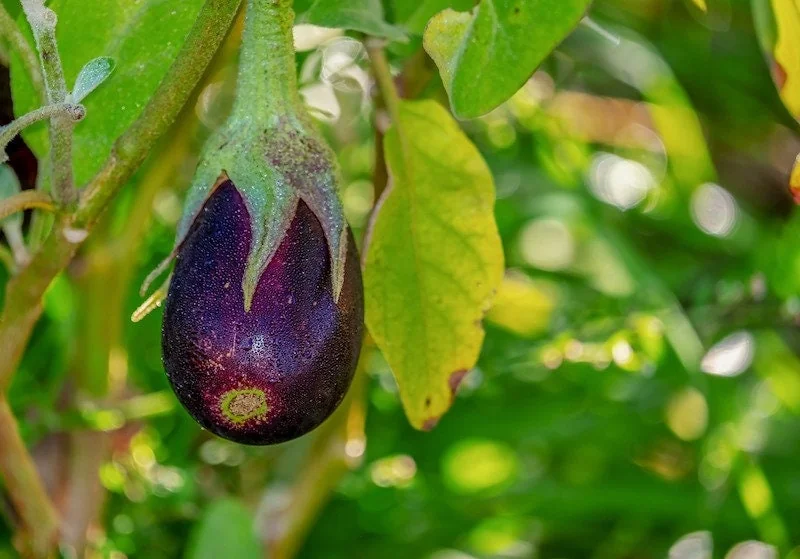 Eggplant Seeds – 50 Count Seed Packet – Grow Your Own Vegetables - Image 1