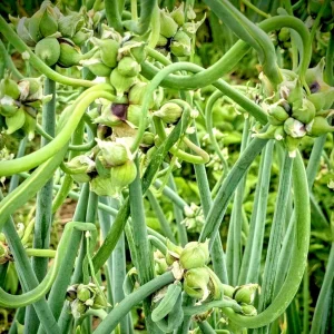 Egyptian Walking Onion Bulbils - Perennial Multiplier Tree Onion Sets - Image 3