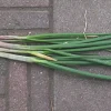 Egyptian Walking Onion Bulbs - Heirloom Perennial Tree Onion - Organic, Easy Grow - Image 1
