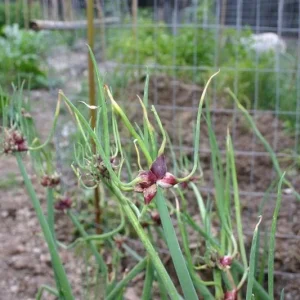 Egyptian Walking Onion Bulbs - Heirloom Perennial Tree Onion - Organic, Easy Grow - Image 4