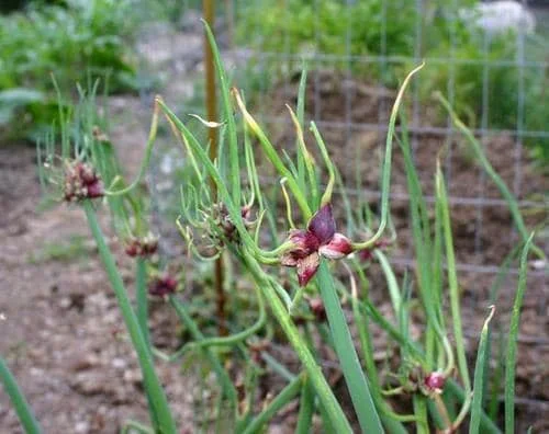 Egyptian Walking Onion Bulbs - Heirloom Perennial Tree Onion - Organic, Easy Grow - Image 5