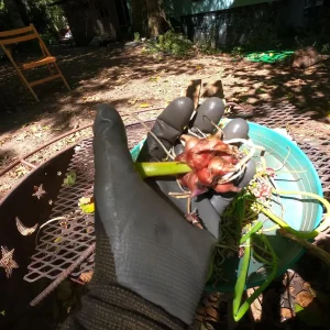 Egyptian Walking Onion Bulbs - Heirloom Perennial Tree Onion - Organic, Easy Grow - Image 8