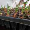 Egyptian Walking Onion Plants - Heirloom Perennial Tree Onion Live Plant - Image 1