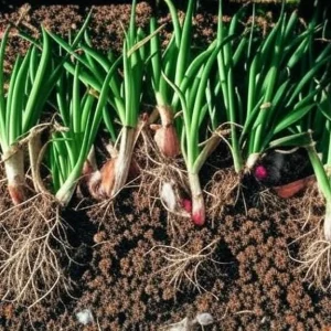 Egyptian Walking Onion Plants - Heirloom Perennial Tree Onion Live Plant - Image 2