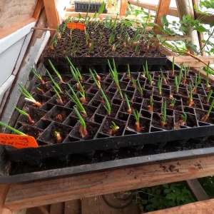 Egyptian Walking Onion Plants - Heirloom Perennial Tree Onion Live Plant - Image 3