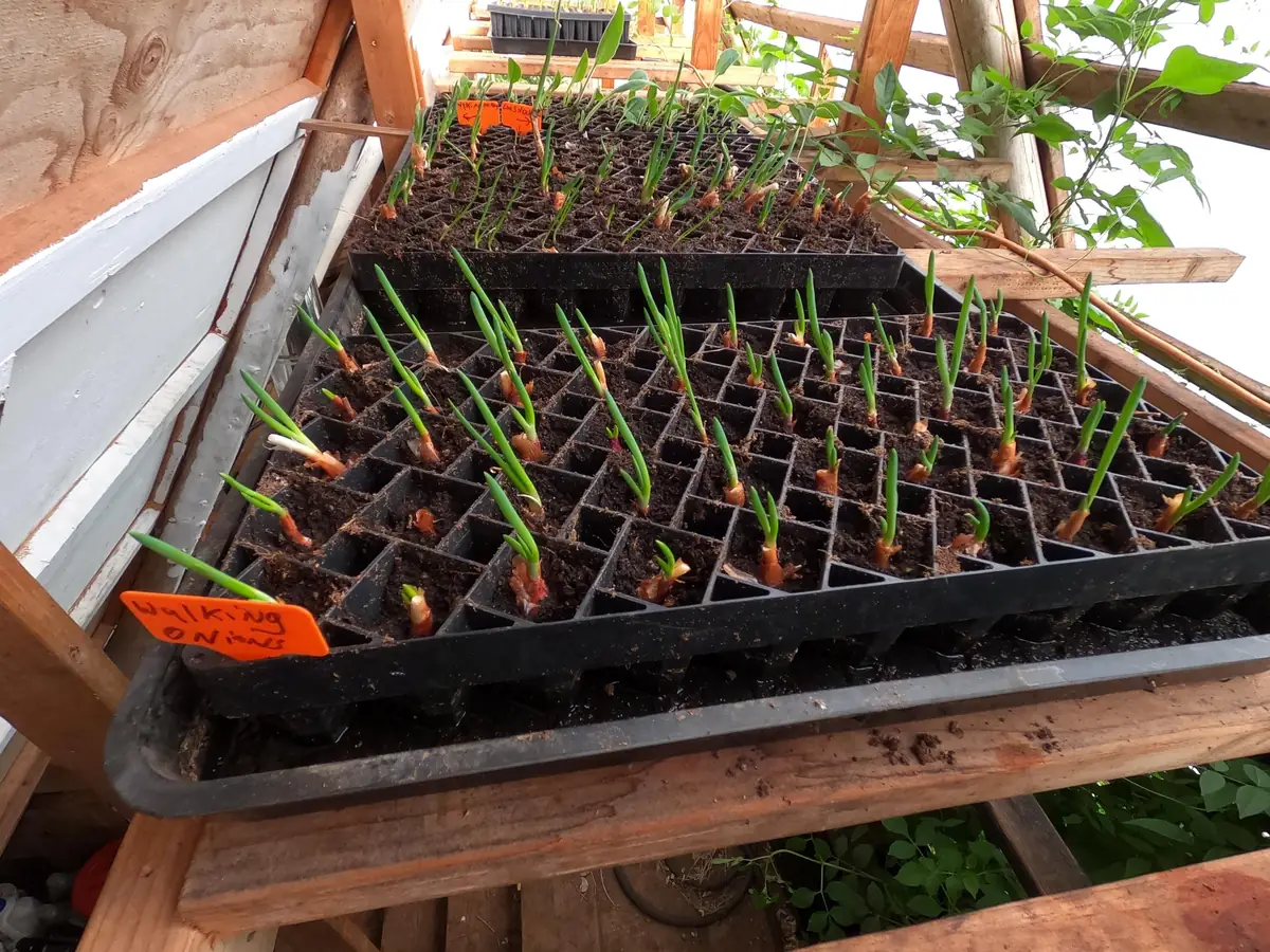 Egyptian Walking Onion Plants - Heirloom Perennial Tree Onion Live Plant - Image 3