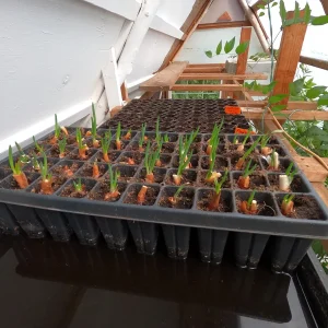 Egyptian Walking Onion Plants - Heirloom Perennial Tree Onion Live Plant - Image 4