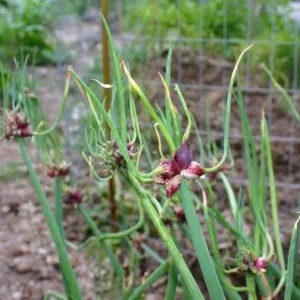 Egyptian Walking Onion Plants - Heirloom Perennial Tree Onion Live Plant - Image 5