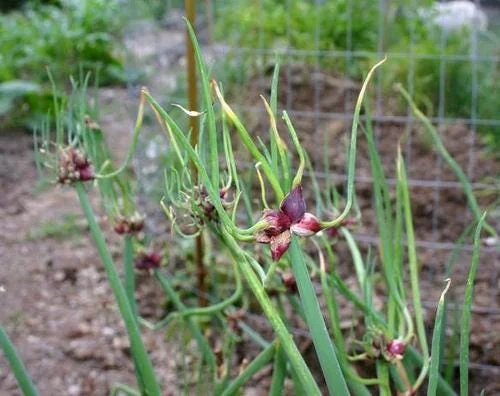 Egyptian Walking Onion Plants - Heirloom Perennial Tree Onion Live Plant - Image 5