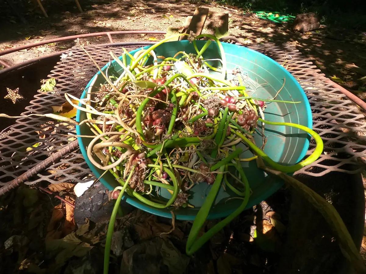 Egyptian Walking Onion Plants - Heirloom Perennial Tree Onion Live Plant - Image 6