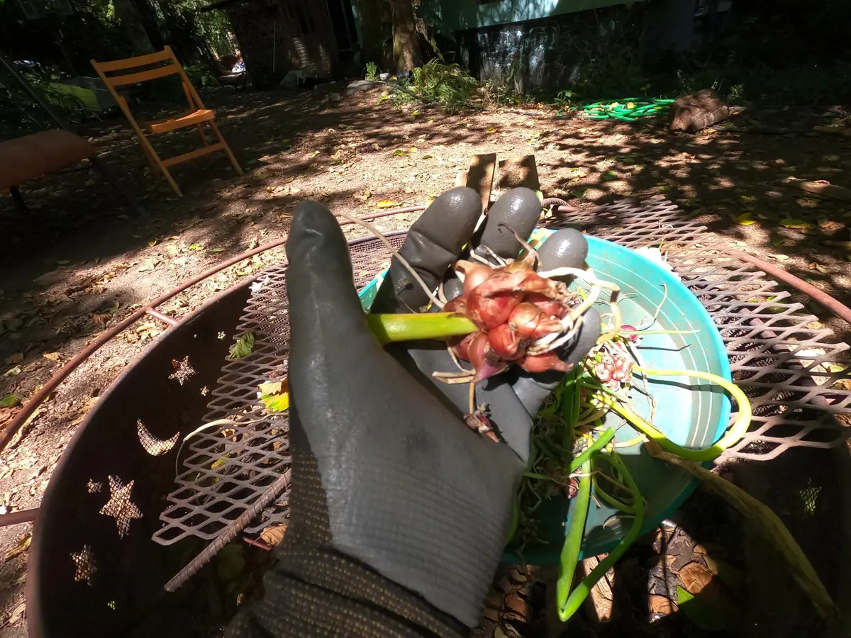 Egyptian Walking Onion Plants - Heirloom Perennial Tree Onion Live Plant - Image 9