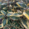 Elaeagnus 'Gilt Edge' Live Plant – 1-2 ft Tall, 1 Gallon Pot, Outdoor Shrub - Image 1