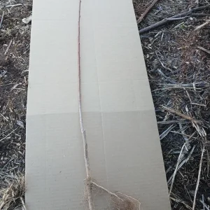 Elberta Peach Tree Bareroot Live Plant 2-3 ft Tall - Sweet Yellow Fruit - Image 2