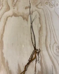 Elderberry Bare Root Plant – Sambucus Canadensis – 6-12 inch – Outdoor Shrub - Image 3