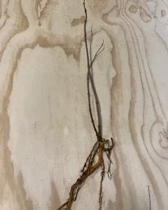 Elderberry Bare Root Plant - Sambucus Canadensis 6-12'' Height for Edible Berries - Image 3