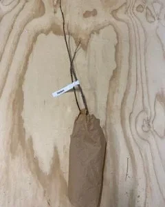 Elderberry Bare Root Plant – Sambucus Canadensis – 6-12 inch – Outdoor Shrub - Image 4