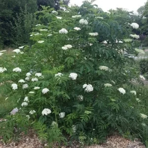 Elderberry Bare Root Plant – Sambucus Canadensis – 6-12 inch – Outdoor Shrub - Image 5