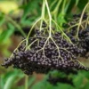 Elderberry Live Plant - Outdoor Edible Berry Shrub - USDA Zones 3-9 - Image 1