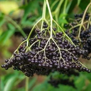 Elderberry Live Plant - Outdoor Edible Berry Shrub - USDA Zones 3-9 - Image 1