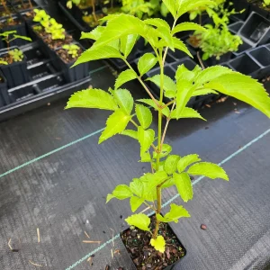 Elderberry Live Plant – Sambucus Canadensis – 4 inch Container - Image 3